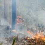 Pantanal segue com oito focos ativos mesmo após semana de frio e chuva em MS