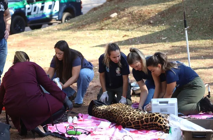 Você está visualizando atualmente Onça-pintada Miranda passa pelos primeiros exames e continua em tratamento especial