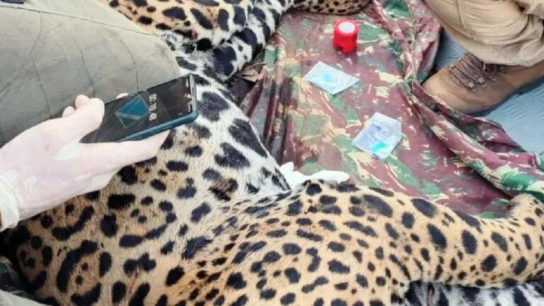 Gretapi resgata segunda onça-pintada no Pantanal em menos de uma semana