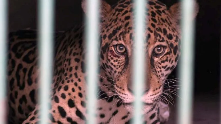 Após resgate no Pantanal, onça-pintada se alimenta e está em recuperação no CRAS