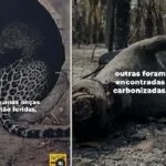 Incêndios no Pantanal atingem onças-pintadas e outros animais, alertam projetos de conservação