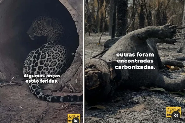 Incêndios no Pantanal atingem onças-pintadas e outros animais, alertam projetos de conservação