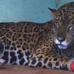 Hospital Ayty realiza manejo das onças-pintadas Antã e Miranda, resgatadas no Pantanal de MS