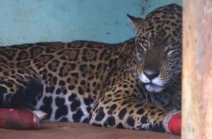 Leia mais sobre o artigo Hospital Ayty realiza manejo das onças-pintadas Antã e Miranda, resgatadas no Pantanal de MS