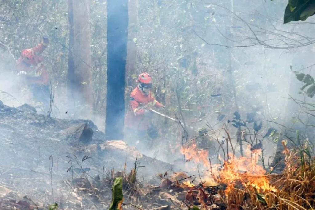 Pantanal lidera ranking nacional de área queimada em 2024; Corumbá concentra maior devastação 3 queimadas no pantanal