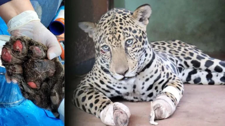 Onça-pintada resgatada no Pantanal inicia tratamento para recuperação de queimaduras