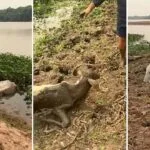 Pescadores encontram dezenas de bois mortos às margens do Rio Taquari em Coxim | vídeo