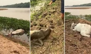 Leia mais sobre o artigo Pescadores encontram dezenas de bois mortos às margens do Rio Taquari em Coxim | vídeo