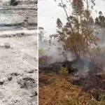 Incêndio de turfa: Fogo subterrâneo é desafio no combate as queimadas no Pantanal