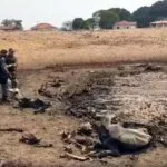 Proprietário de fazenda é preso após bovinos serem encontrados mortos e em condições de abandono