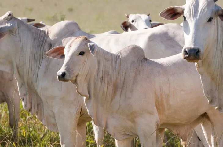 Você está visualizando atualmente Novilhos precoces respondem por 40% do total de abates de bovinos nas indústrias de MS