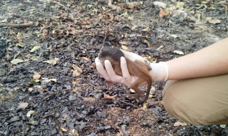 Filhote de macaco-prego é resgatado de incêndios no Pantanal