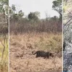 Onça-Pintada é vista passeando ao lado do filhote no Pantanal após incêndios