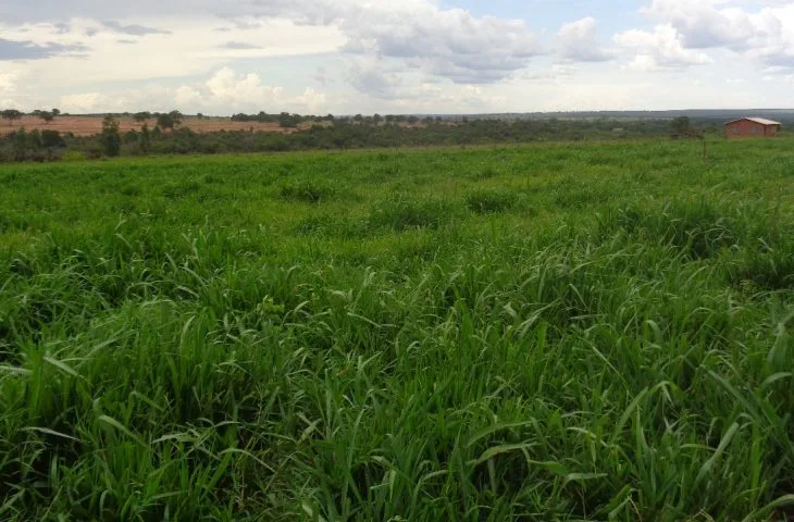 Você está visualizando atualmente MS tem 4,7 milhões de hectares de pastagens degradadas