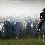 Pantaneiros cobram dos poderes a aplicação do estudo sobre “boi bombeiro”