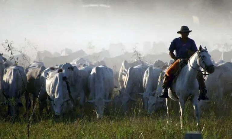Pantaneiros cobram dos poderes a aplicação do estudo sobre “boi bombeiro”