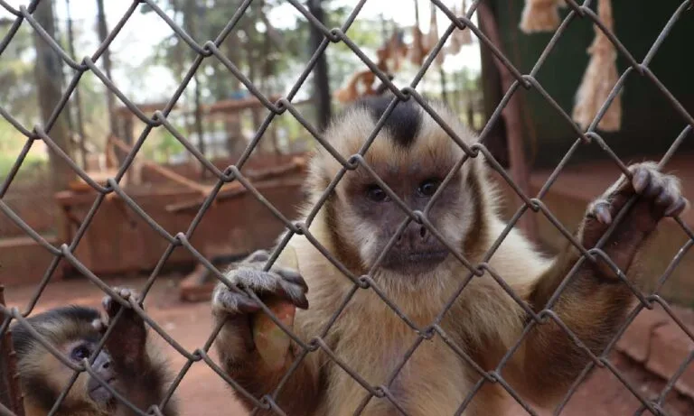 Filhotes órfãos recebem atenção intensiva no Hospital Ayty