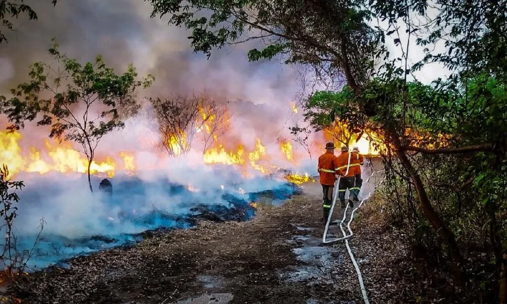 MS lança nova edição da campanha Fogo Zero para prevenir incêndios florestais 3 incendios pantanal Fogo zero