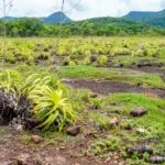 Pantanal abriga área preservada por 70 milhões de anos, aponta pesquisa no Maciço do Urucum