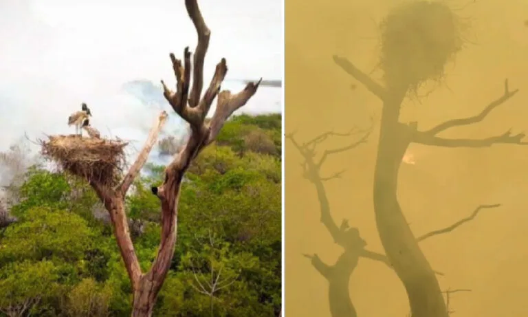 Filhotes de Tuiuiú são resgatados de ninho em chamas no Pantanal | vídeo