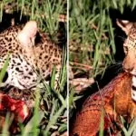 Filhote de onça-pintada é flagrado se alimentando de tatu-peba no Pantanal | vídeo