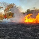 Quatro focos de incêndio em MS: combate aos incêndios no Pantanal completa 198 dias