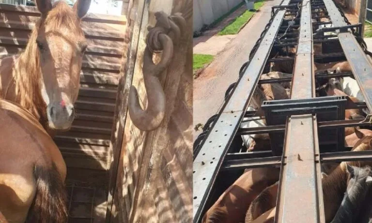 Cavalos e Mulas são resgatados em situação de maus-tratos na MS-166