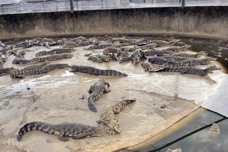 Frigorífico de Jacaré é multado em R$ 44,2 milhões por exportação irregular de peles