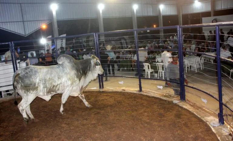Leilão de touros na Feapan supera cotação de mercado e movimenta R$ 3 milhões