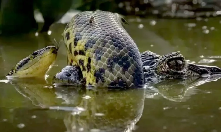 Imagens do Pantanal conquistam premiação em concurso internacional de fotografia 