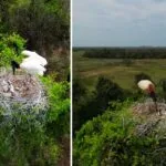 Vídeo de tuiuiú com filhotes encanta e destaca resiliência da fauna no Pantanal