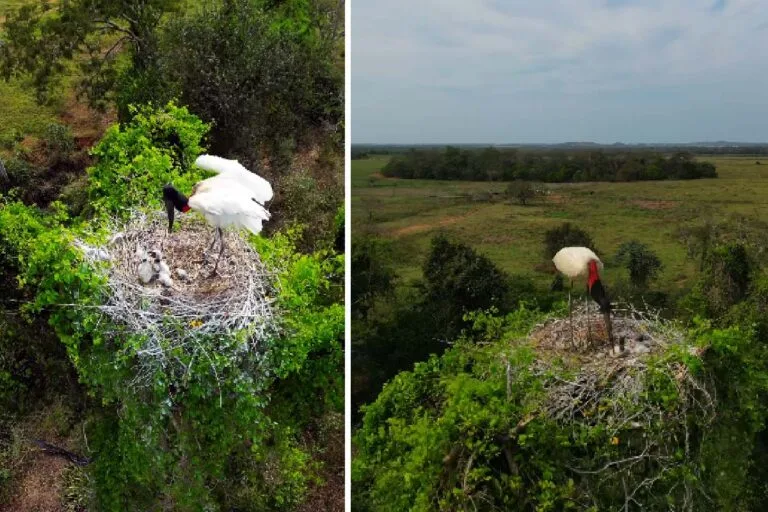 Vídeo de tuiuiú com filhotes encanta e destaca resiliência da fauna no Pantanal