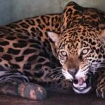 Onça-pintada Miranda: adaptação ao habitat natural é confirmada por monitoramento