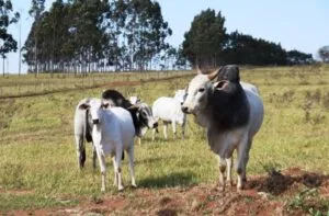 Leia mais sobre o artigo Pecuaristas devem atualizar cadastro de rebanhos na Iagro até o dia 30 de novembro