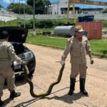 Bombeiros capturam Sucuri de 3 metros dentro de motor de carro em Ladário