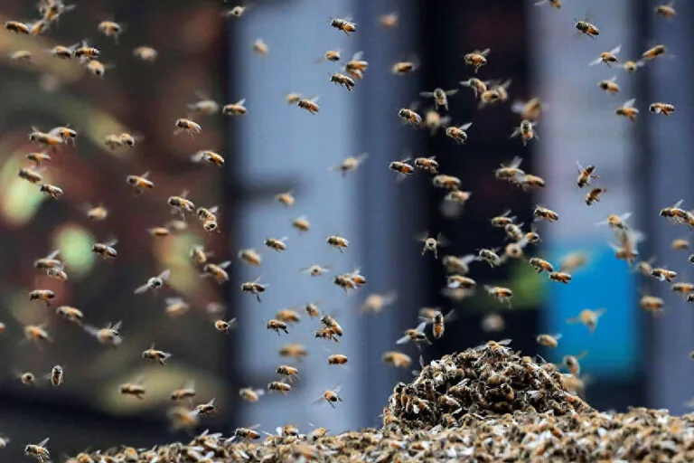 Trabalhador rural de 63 anos morre em Fátima do Sul após ataque de abelhas; vítima era alérgica.