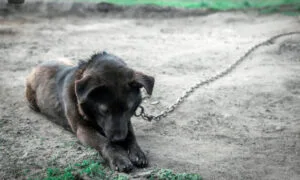 Leia mais sobre o artigo Projeto quer proibir que cães e gatos sejam mantidos acorrentados em MS