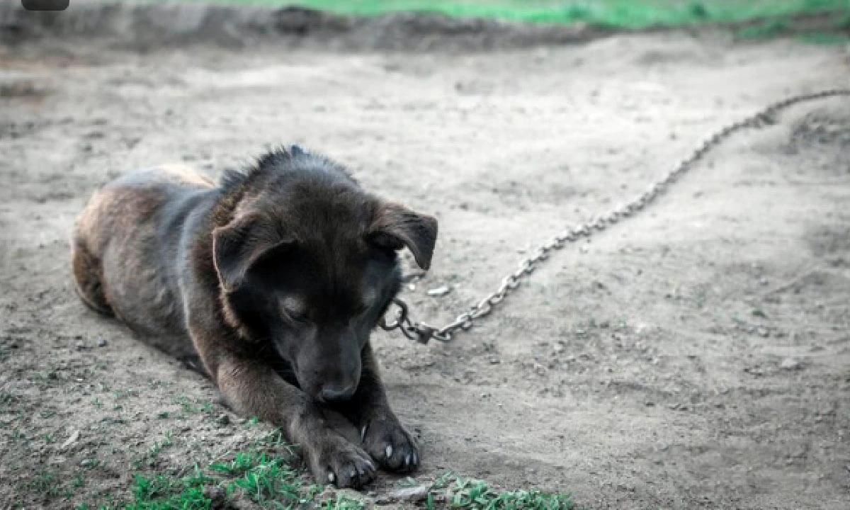 Projeto de lei quer impedir que cães e gatos sejam mantidos acorrentados em ms