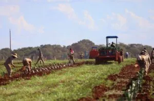 Leia mais sobre o artigo Governo de MS aposta em benefício fiscal para impulsionar a citricultura