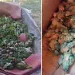 Filhotes de periquito-do-papo-branco são resgatados em operação no Pantanal