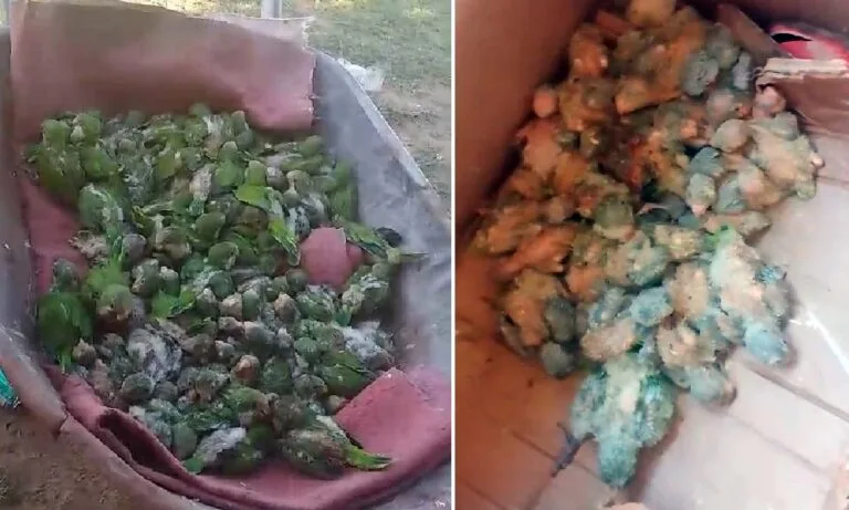 Filhotes de periquito-do-papo-branco são resgatados em operação no Pantanal