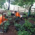 Brigada ambiental do IHP atua na manutenção de viveiro para ações de recuperação do Pantanal
