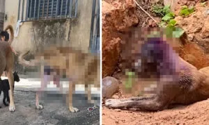 Leia mais sobre o artigo Mulher é presa em flagrante por maus-tratos a cães em Corumbá