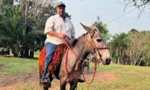 Leia mais sobre o artigo Pecuarista morre após ataque de abelhas em propriedade rural de Camapuã