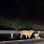 Onças-pintadas enfrentam perigo na BR-262 em trecho de tráfego intenso