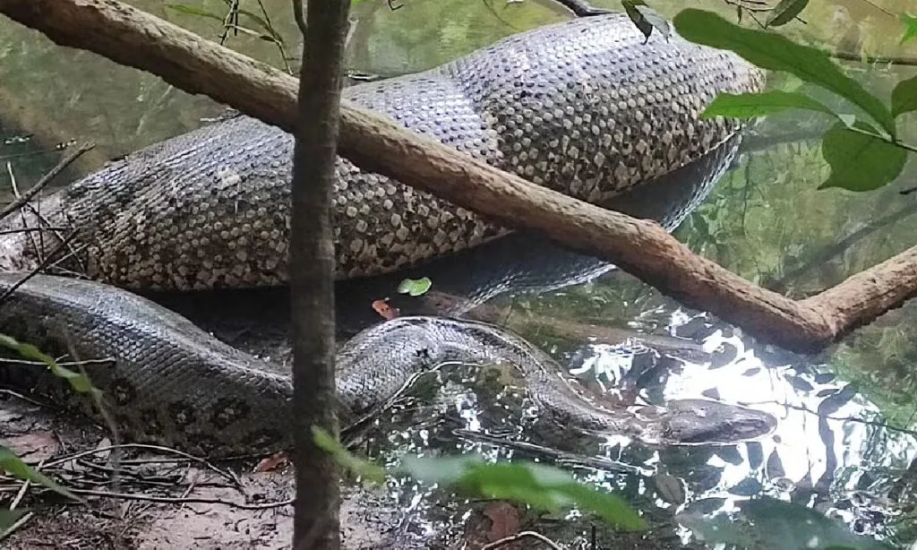 Sucuri Gigante foi filmada digerindo presa em rio de três lagoas