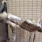 Tuiuiús resgatados em MS ganham novo lar em zoológico de SP