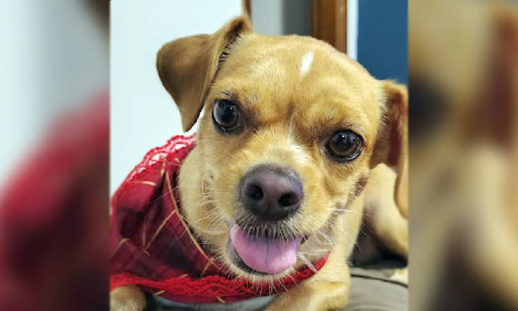 RG Animal gratuito já pode ser emitido por tutores de cães e gatos 3 Cadastro nacional de animais domésticos