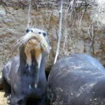 Monitoramento no Pantanal avança com foco na preservação das ariranhas