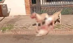 Leia mais sobre o artigo Pit bulls atacam cães em bairro de Chapadão do Sul